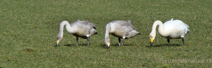 Wilde zwaan met twee jonge exemplaren