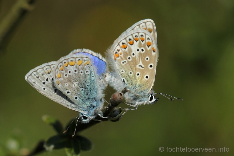 Icarusblauwtjes paring_copula_Polyommatus icarus